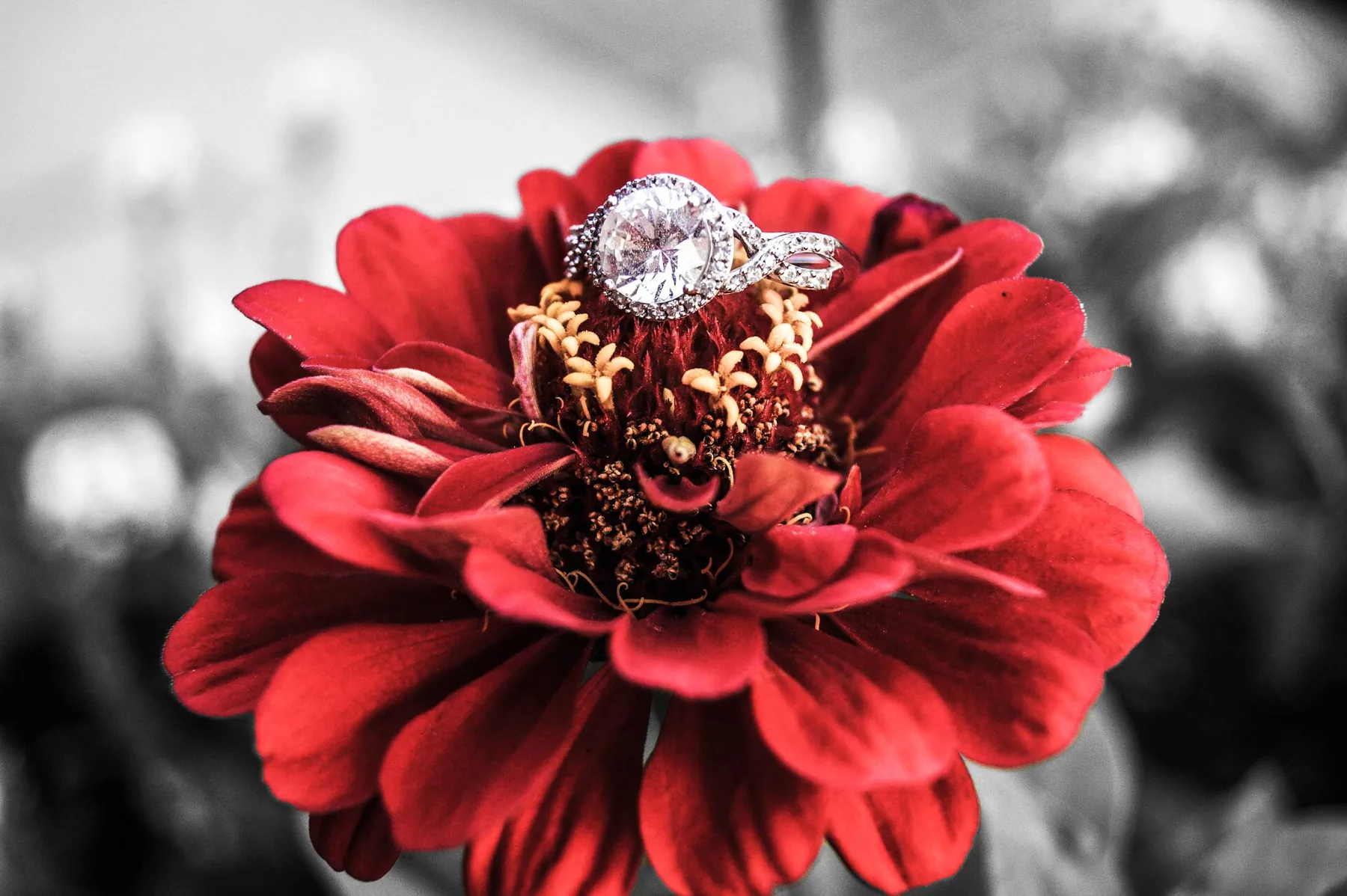 Diamond engagement ring resting in a red flower