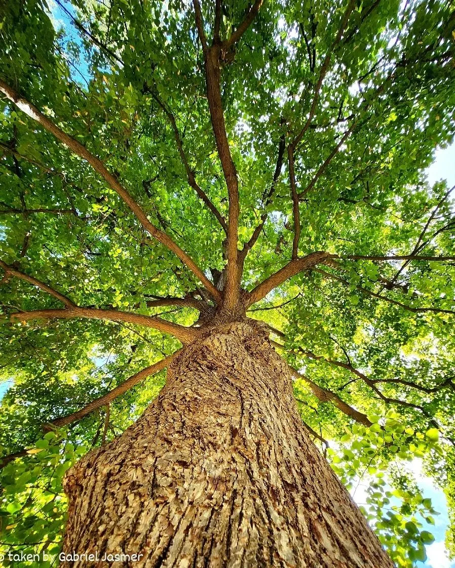 Looking straight up a tree trunk into a green summer canopy