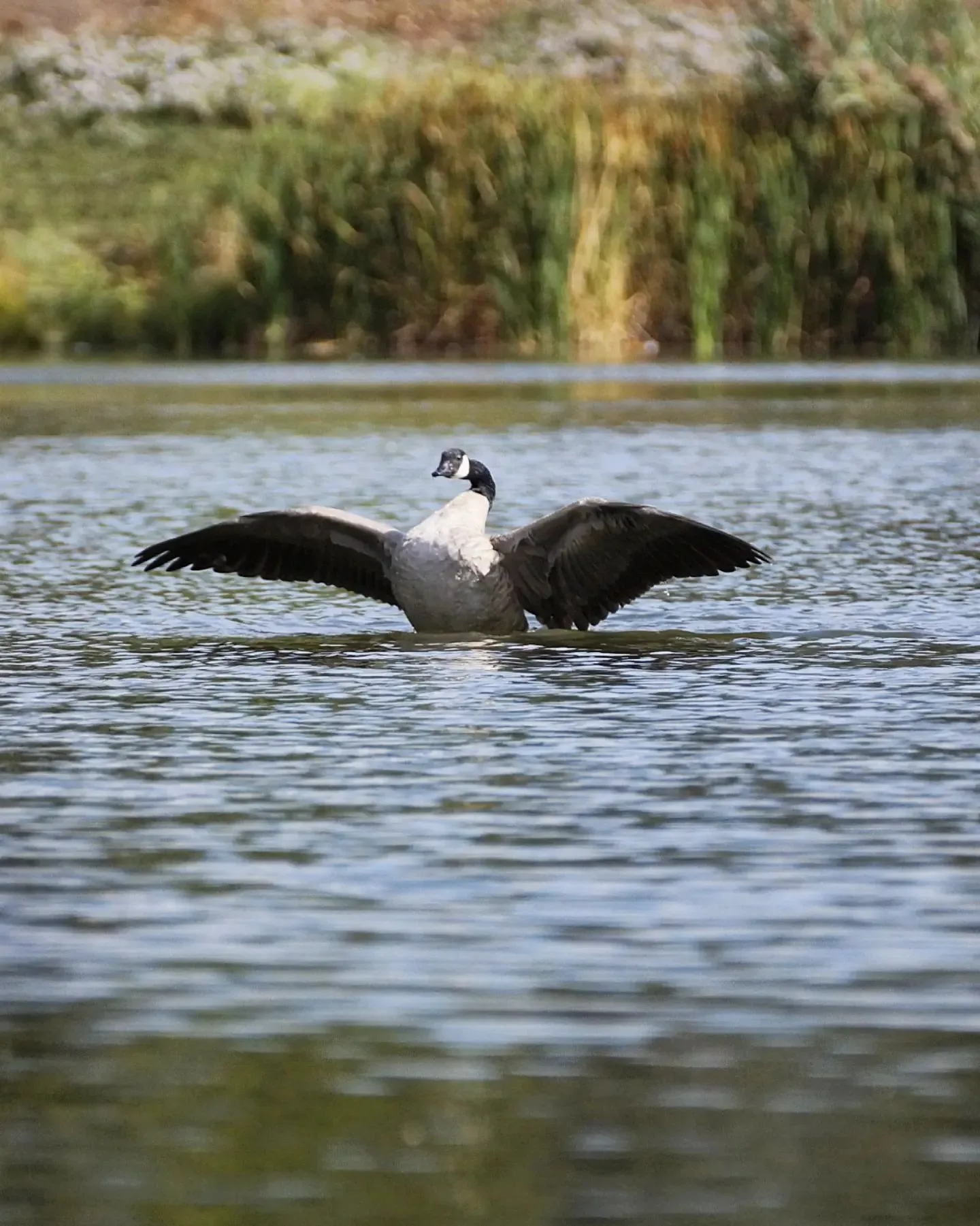 Canada goose spreading its wings on a pond