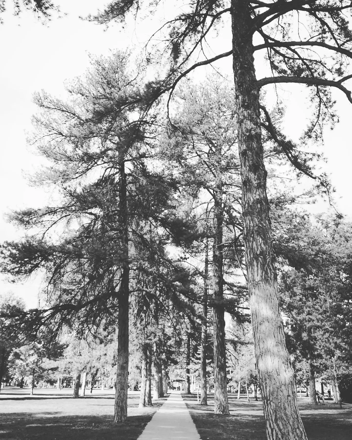 Black and white stand of tall pines along a park path