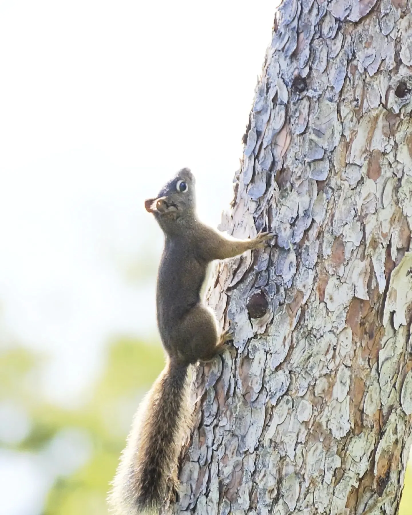 Squirrel climbing the bark of a pine tree